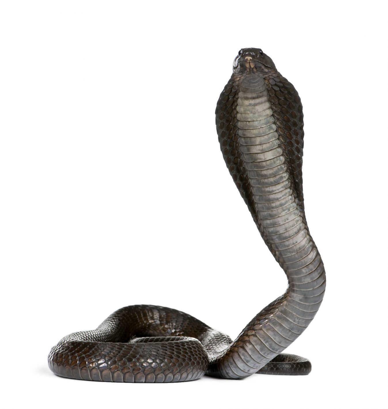 A snake shifter with two penises